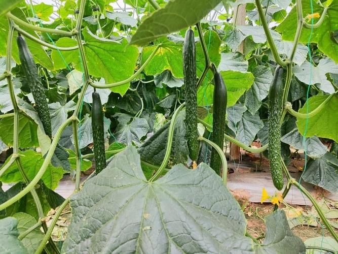 200元一斤！云南這種“蔬菜”剛上市就搶瘋，iconic三月僅一個(gè)月能吃到